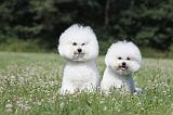 BICHON FRISE 427